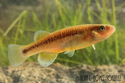 Chiapas killifish (Profundulus hildebrandi)