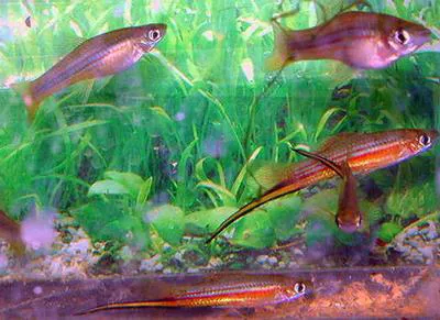 Chiapas swordtail (Xiphophorus alvarezi)