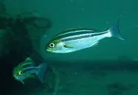 Chicken grunt (Parapristipoma trilineatum)