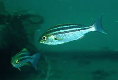 Chicken grunt (Parapristipoma trilineatum)
