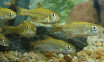 Chihuahua chub (Gila nigrescens)