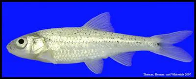 Chihuahua shiner (Notropis chihuahua)