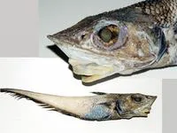 Chilean grenadier (Coelorinchus chilensis)