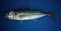 Chilean jack mackerel (Trachurus murphyi)