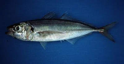 Chilean jack mackerel (Trachurus murphyi)