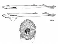 Chilean lamprey (Mordacia lapicida)
