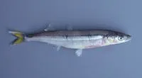 Chilean silverside (Odontesthes regia)