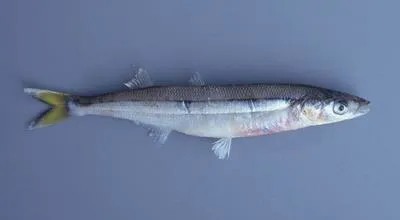 Chilean silverside (Odontesthes regia)