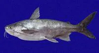 Chilhuil sea catfish (Bagre panamensis)
