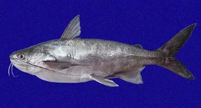 Chilhuil sea catfish (Bagre panamensis)