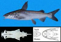 Chili sea catfish (Notarius troschelii)