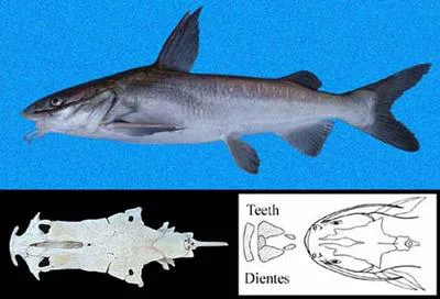 Chili sea catfish (Notarius troschelii)