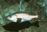 Chilipepper rockfish (Sebastes goodei)
