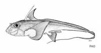 Chimaera (Chimaera cubana)
