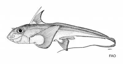 Chimaera (Chimaera cubana)