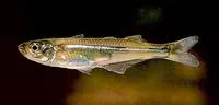 Chimalapa silverside (Atherinella schultzi)
