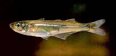 Chimalapa silverside (Atherinella schultzi)
