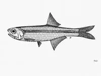 China anchovy (Stolephorus chinensis)