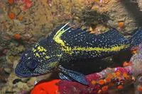 China rockfish (Sebastes nebulosus)