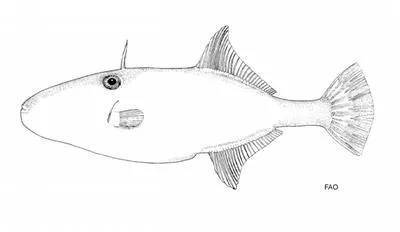 Chinaman-leatherjacket (Nelusetta ayraud)