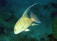 Chinamanfish (Symphorus nematophorus)