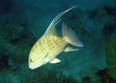 Chinamanfish (Symphorus nematophorus)