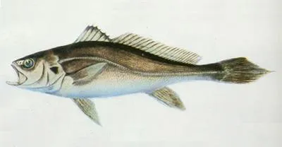 Chinese bahaba (Bahaba taipingensis)
