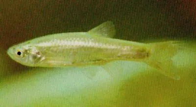 Chinese bleak (Aphyocypris chinensis)