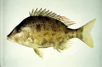 Chinese emperor (Lethrinus haematopterus)
