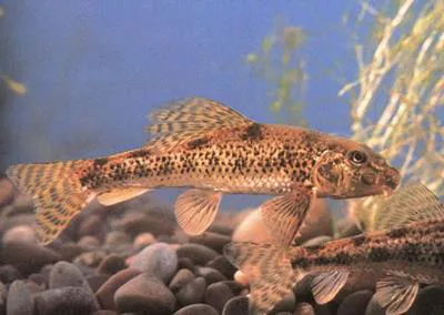 Chinese false gudgeon (Abbottina rivularis)