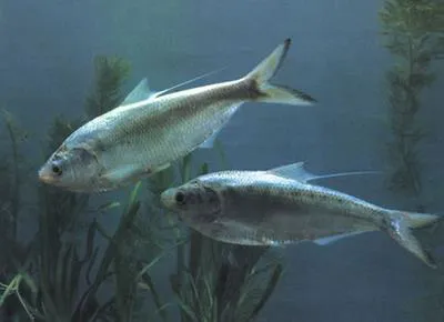 Chinese gizzard shad (Clupanodon thrissa)