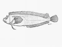 Chinese klipfish (Clinus nematopterus)