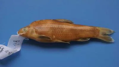 Chinese lake gudgeon (Sarcocheilichthys sinensis sinensis)