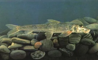 Chinese lizard gudgeon (Saurogobio dabryi)
