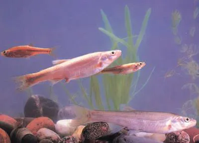 Chinese minnow (Rhynchocypris oxycephalus)