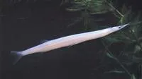 Chinese noodlefish (Salanx chinensis)