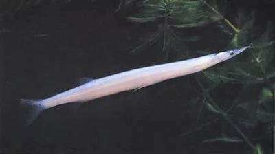 Chinese noodlefish (Salanx chinensis)
