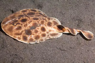 Chinese numbfish (Narcine lingula)