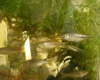 Chinese rasbora (Rasbora steineri)