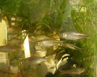 Chinese rasbora (Rasbora steineri)