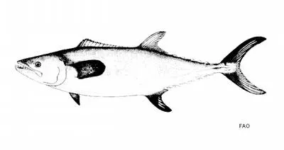 Chinese seerfish (Scomberomorus sinensis)