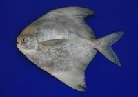 Chinese silver pomfret (Pampus chinensis)