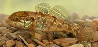 Chinese sleeper (Perccottus glenii)