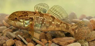 Chinese sleeper (Perccottus glenii)