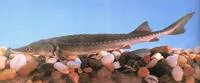 Chinese sturgeon (Acipenser sinensis)