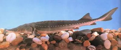 Chinese sturgeon (Acipenser sinensis)