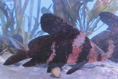 Chinese sucker (Myxocyprinus asiaticus)
