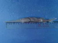Chinese swordfish (Psephurus gladius)