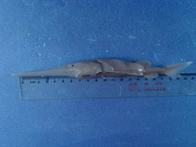 Chinese swordfish (Psephurus gladius)