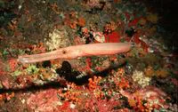 Chinese trumpetfish (Aulostomus chinensis)